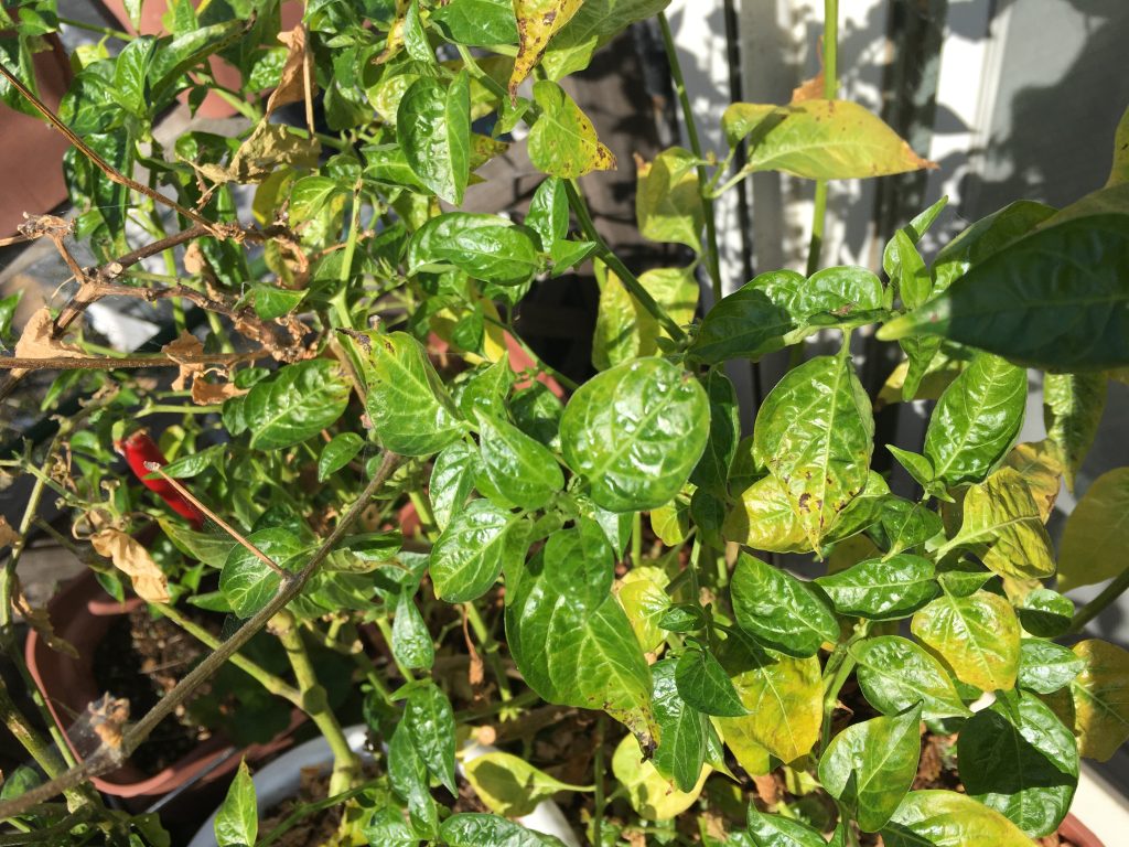 島の唐辛子の越冬 行政書士石川秀俊事務所